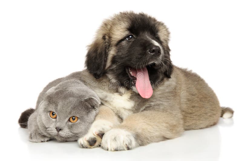 Cat and puppy together on a white background stock image