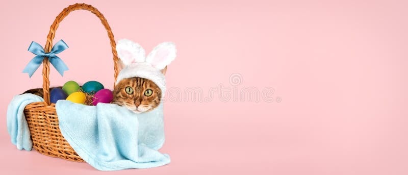 Cat with rabbit ears in a basket with easter eggs easter banner copy space cat with rabbit ears in basket with easter eggs fotografie stock