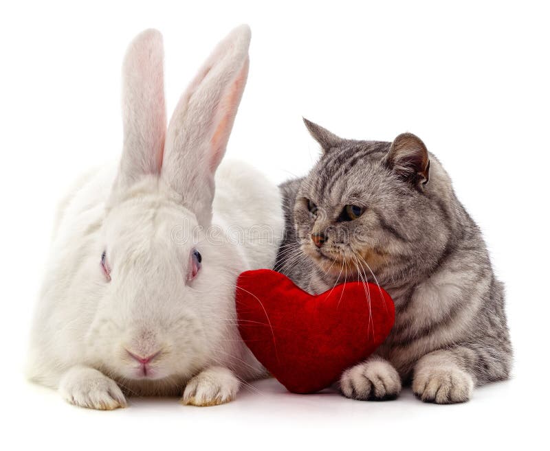 Valentine Heart And Cat And Rabbit Stock Image Image of february