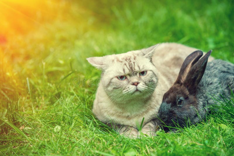 Cat and Rabbit Lying on the Grass Stock Photo Image of grey, kitten