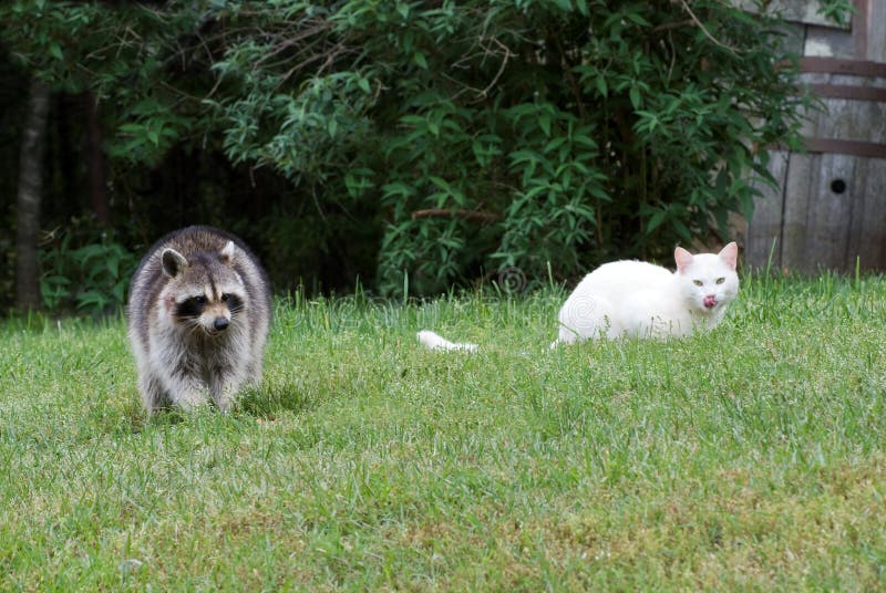 Raccoon stock photo. Image of animal, yard, outdoors - 19279716