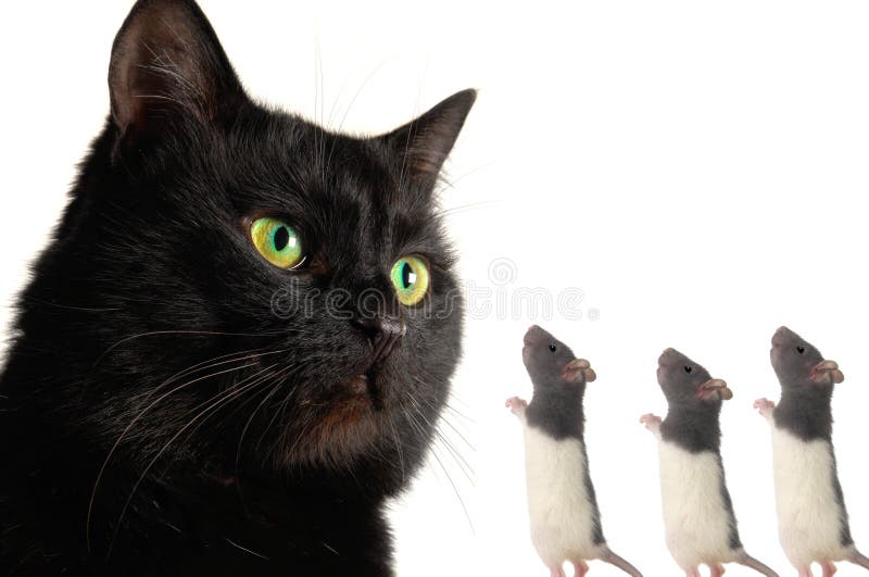Cat and rat stock photo. Image of unpleasant, halloween 10587624