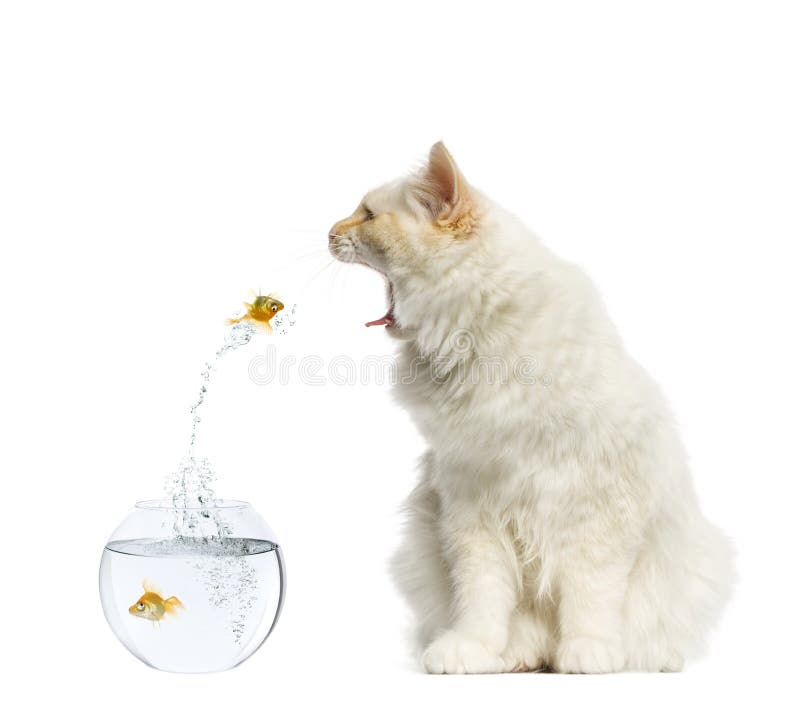Mačka dosiahnuť na rybka skoky z jeho akvárium izolované na bielom.