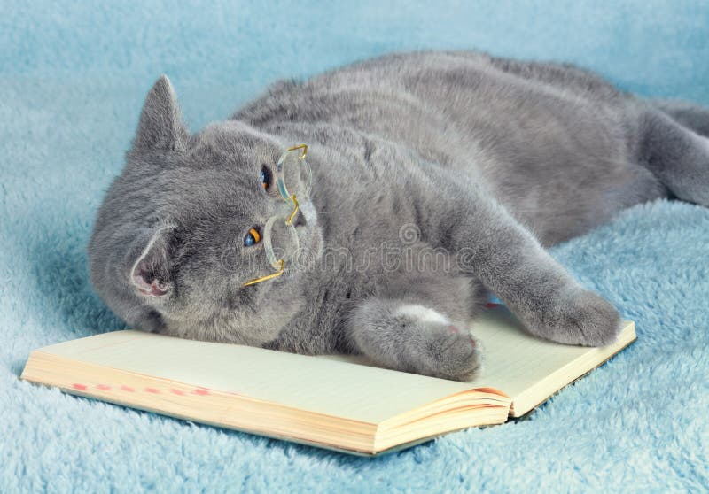 Cat reader royalty free stock photography