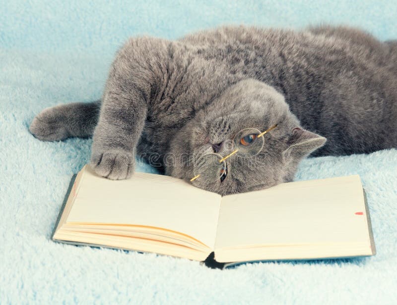 Cat reader stock photography