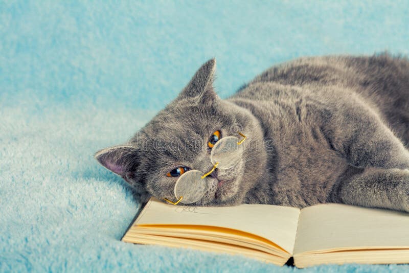 Cat reader stock images