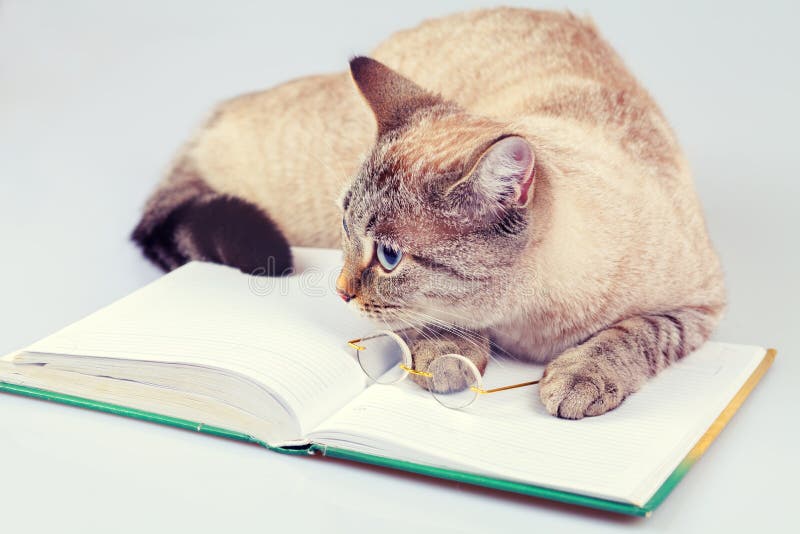 Cat reader royalty free stock image