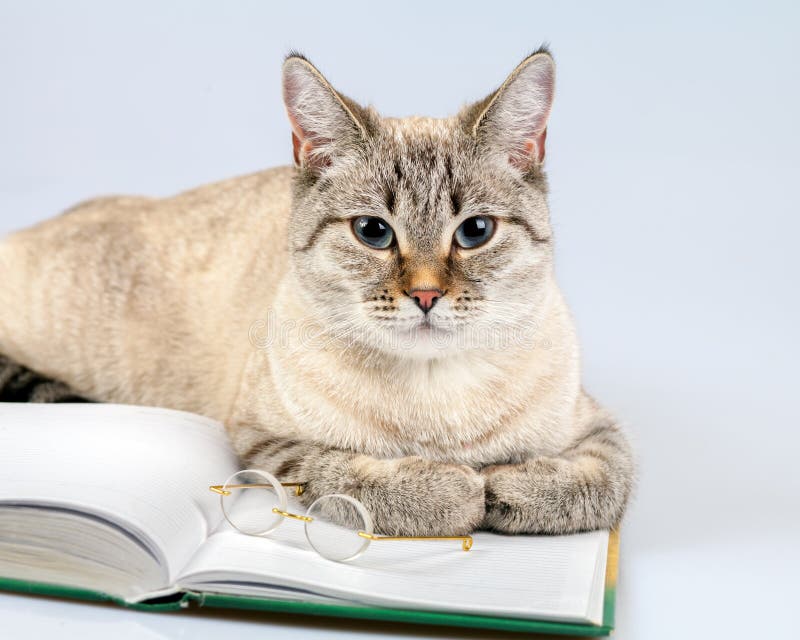 Cat reader royalty free stock photos