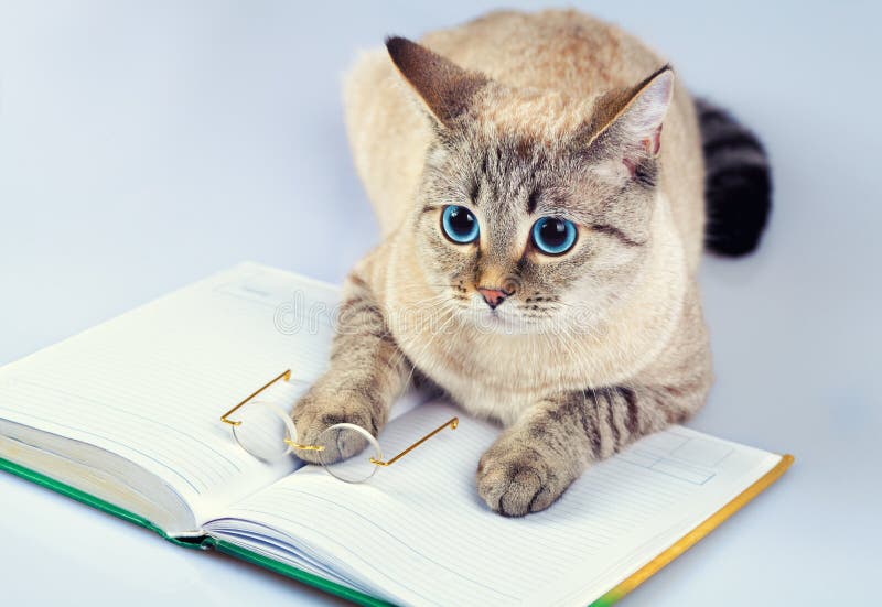 Cat reader royalty free stock images