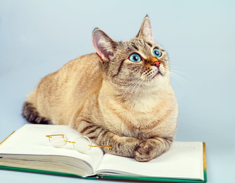 Cat reader royalty free stock photo