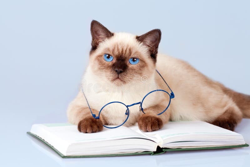 Cat reader royalty free stock image