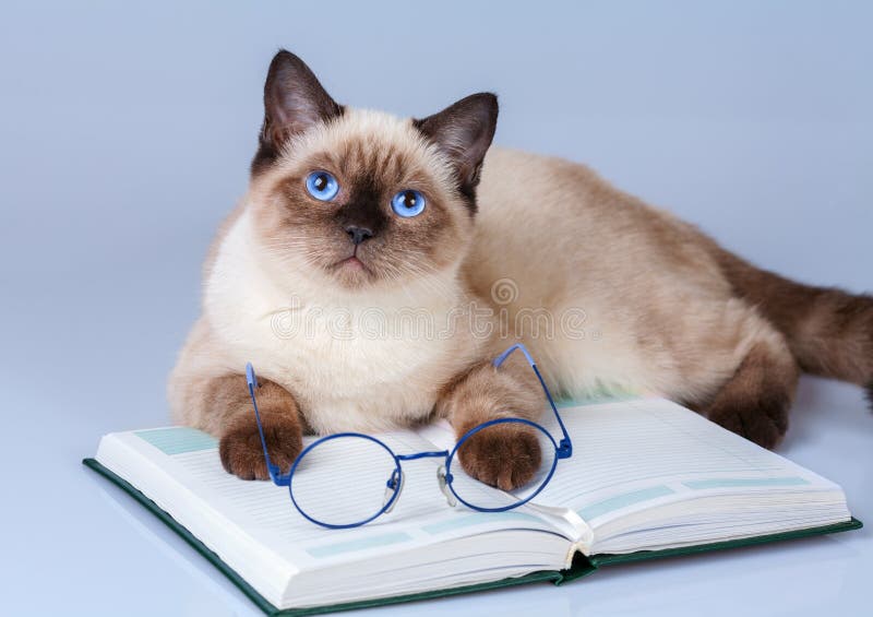 Cat reader stock images