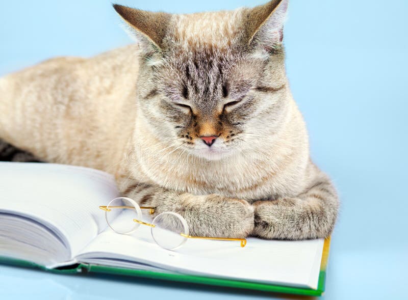 Cat reader stock photos