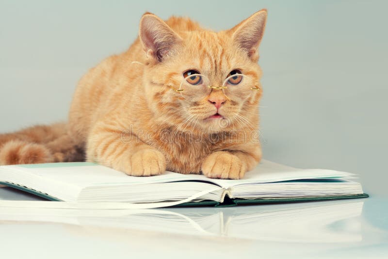 Cat reader stock image