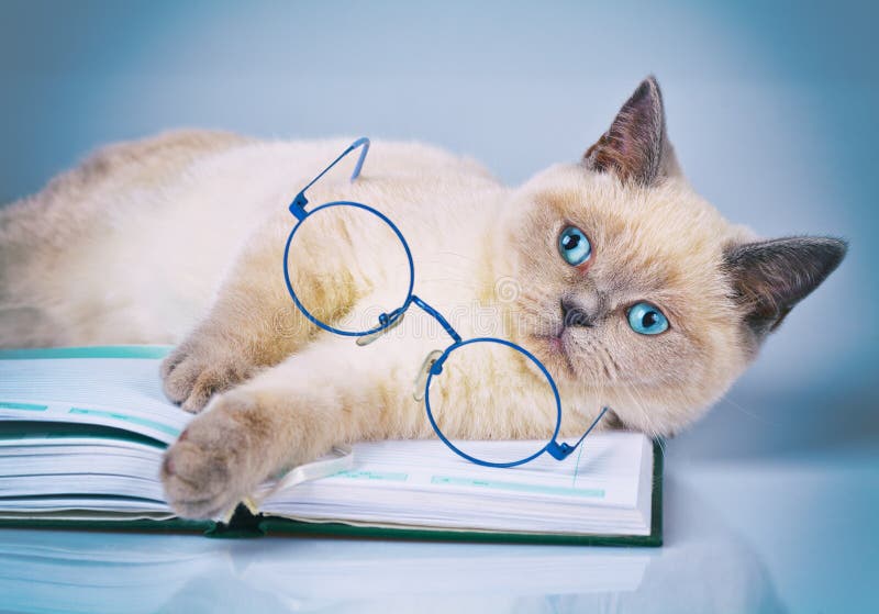 Cat reader royalty free stock photo