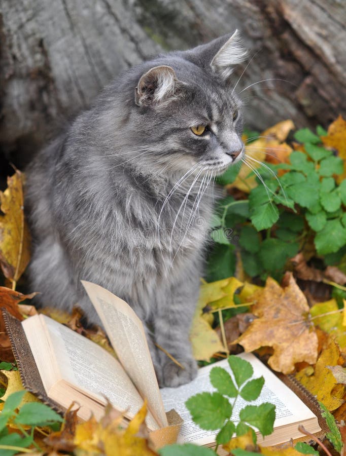 Cat reading a book stock photo. Image of fluffy, foliage - 45758710