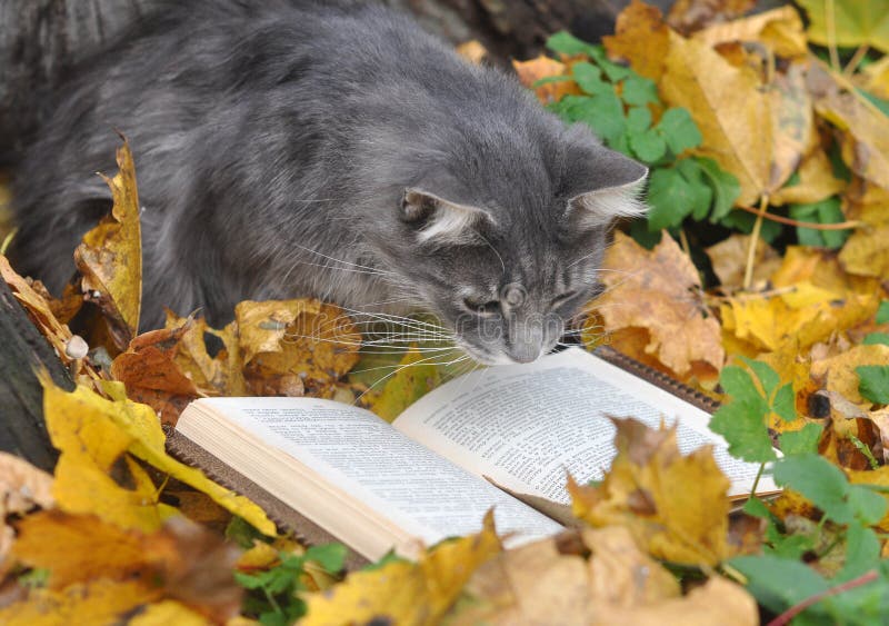 Cat reading a book stock photo. Image of beautiful, lovely - 45758712