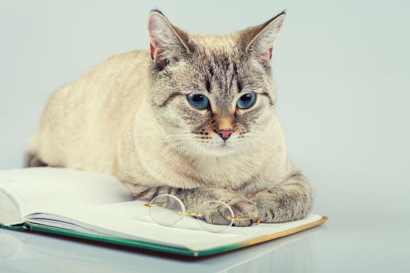 3,934 Cat Reading Stock Photos - Free & Royalty-Free Stock Photos from  Dreamstime