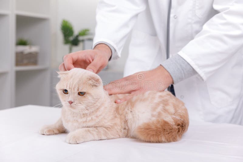 Cat at the reception at the vet stock photography Cat at the reception at the vet stock photography