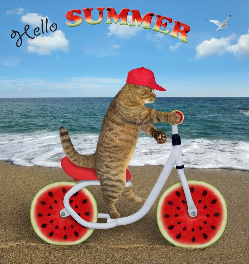 Cat rides a watermelon bicycle on the beach 2