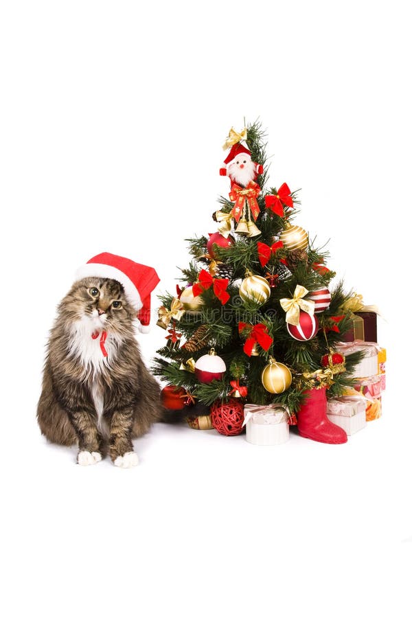 Cat in red Christmas cap sit by Christmas tree