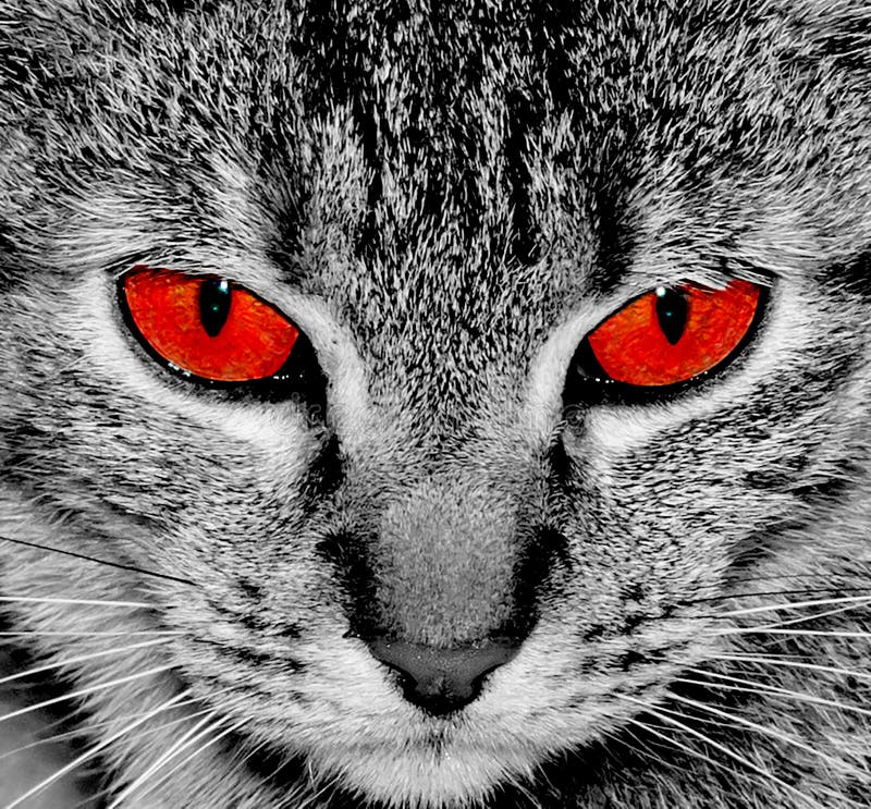 Cat With Red Eyes. Angry Eyes. Cat Look At Camera Stock Photo Image