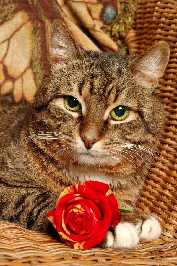 Cat with red rose stock image. Image of comfort, feline 491047