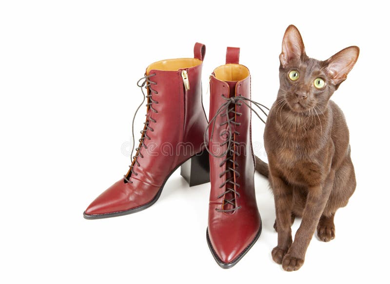 Cat and Red Shoes Isolated on White Stock Image Image of young, foot