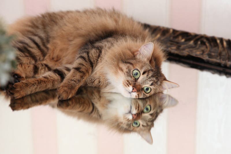 Cat with the reflection in the mirror royalty free stock image Cat with the reflection in the mirror royalty free stock image