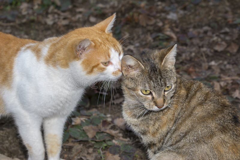 Cat relaxing outside. Two little cats. Cat loves kitty stock photos Cat relaxing outside. Two little cats. Cat loves kitty stock photos