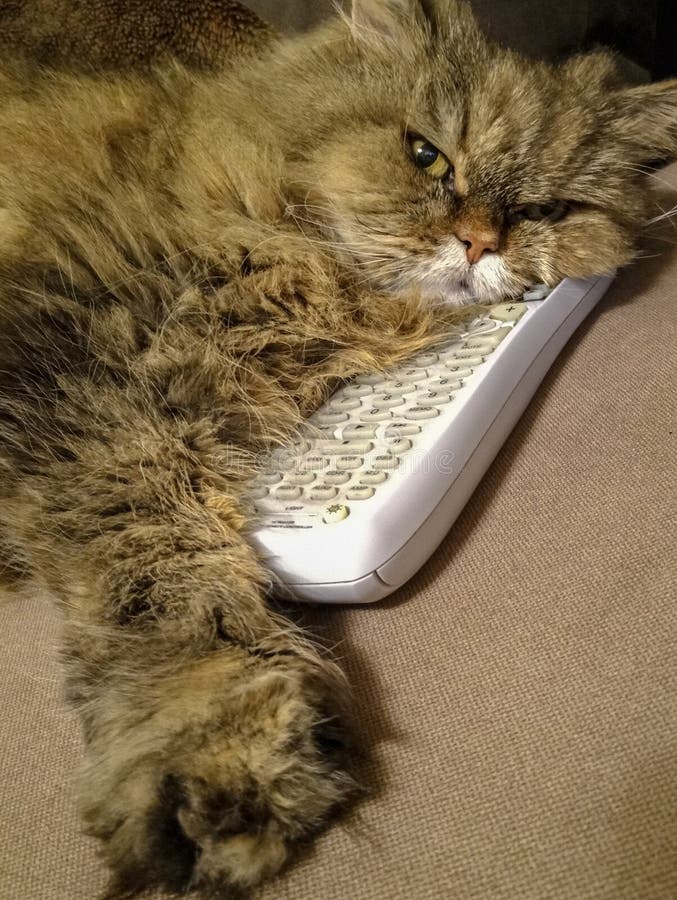 Cat with tv remote control stock photo. Image of white 6064916