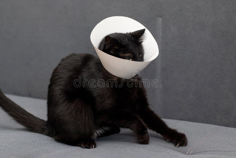 Cat Resists Wearing Elizabethan Collar Stock Photo Image of