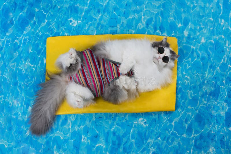 Cat rest in the pool on the air mattress