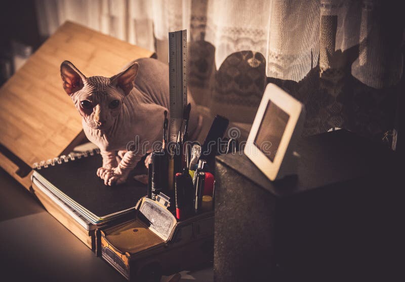 Cat resting stock images Cat resting stock images
