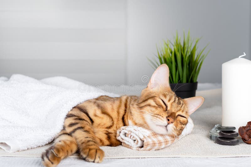 The cat is resting by resting its head on a towel on the massage table during a spa procedure. Cat spa stock images, royalty-free photos and pictures