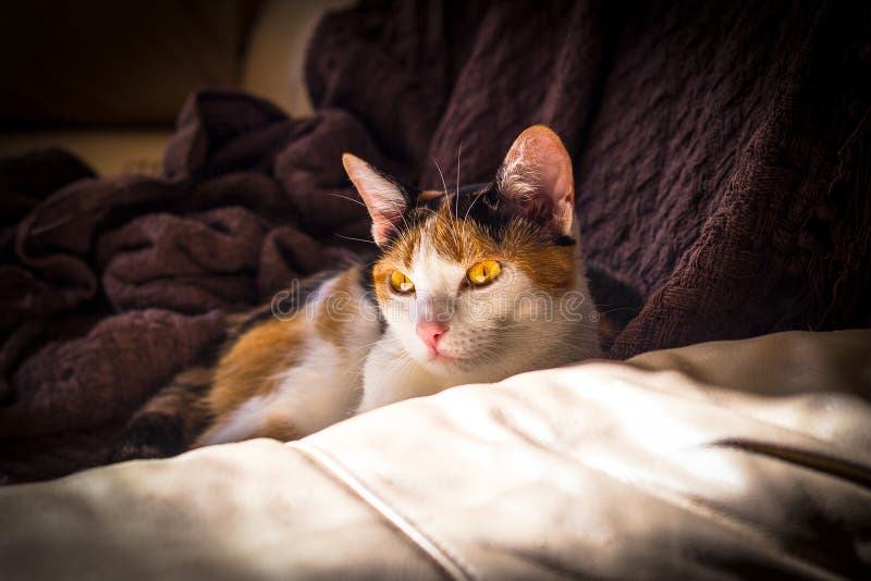 Cat Resting in Sun Light stock photo. Image of spot, sunlight 93907800