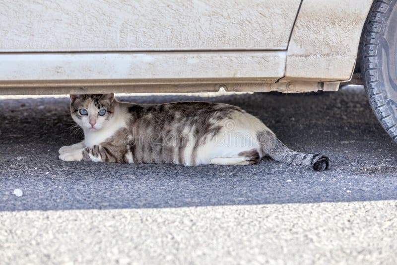 Cat under car hiding stock image. Image of mammal, feline 92619577