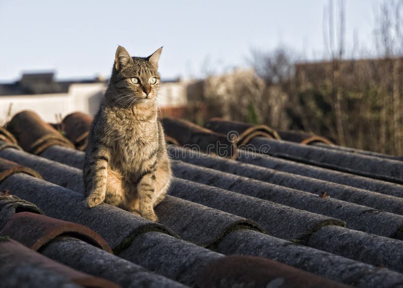 Cat on Roof stock photo. Image of furry, undulation, roof 23794184