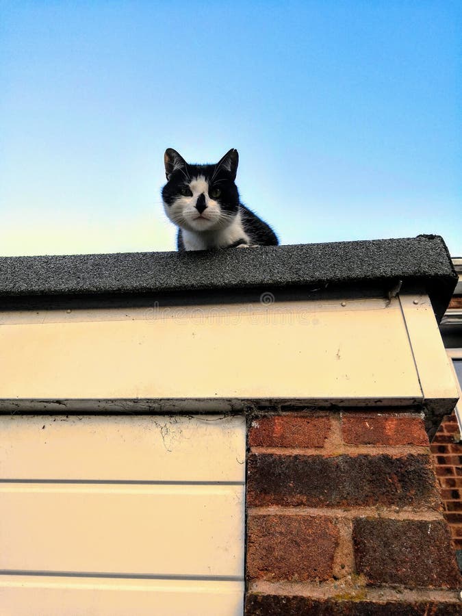 Cat on a roof stock image. Image of spying, roof, garage 153215243