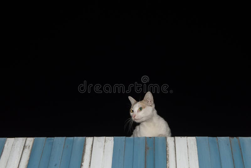 382 Cat Roof Night Stock Photos - Free & Royalty-Free Stock Photos from  Dreamstime