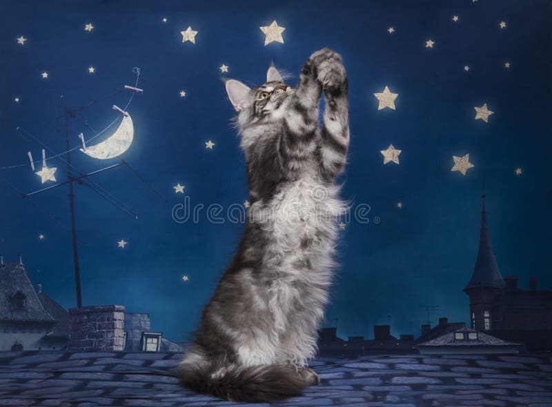 Cat on the roof stock photo. Image of faithful, animal - 145949052 Cat on the roof stock photo. Image of faithful, animal - 145949052