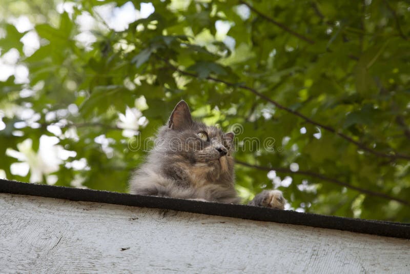 Cat on Roof stock image. Image of nature, domestic, friendship 82609567