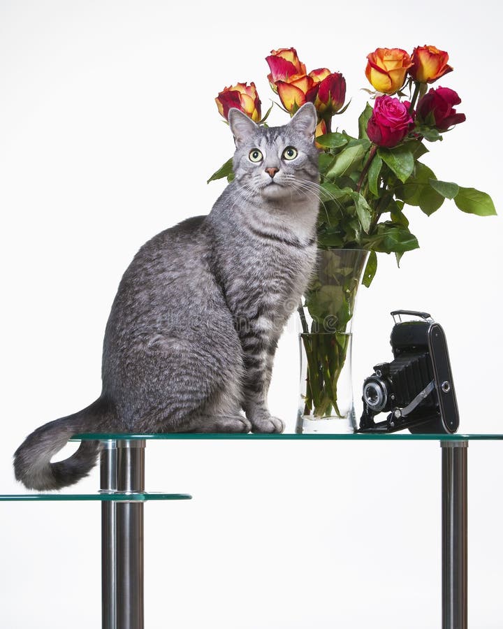 Cat with roses stock photo. Image of happy, white, color 85221598