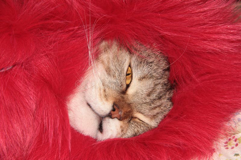 The Cat Ruffled His Lips. Cat`s Face Stock Photo Image of feline