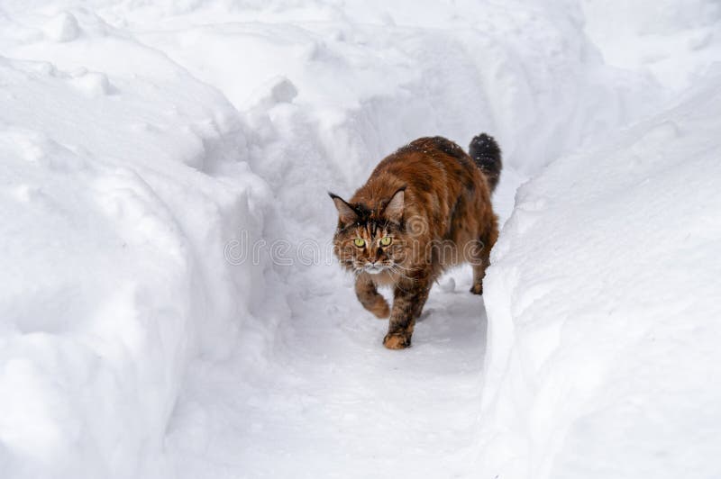 Cat Running through the Snow. Maine Coon Cat Walks Along the Snow Path
