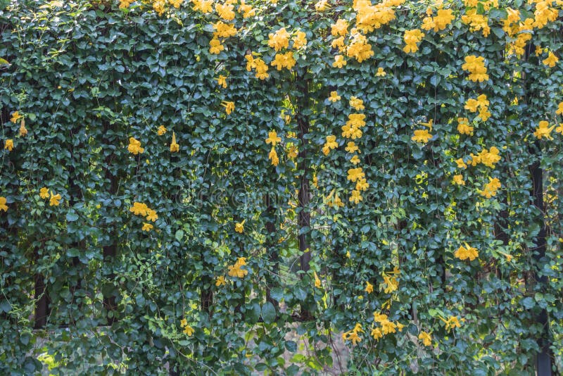 Cat`s Claw Vine flower Macfadyena unguis-cati L. A.H. Gentry.