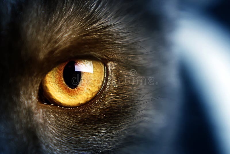 Amber Eyes Photos, Download The BEST Free Amber Eyes Stock Photos