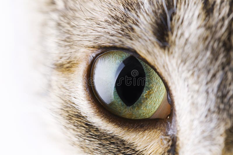 Cat s eye