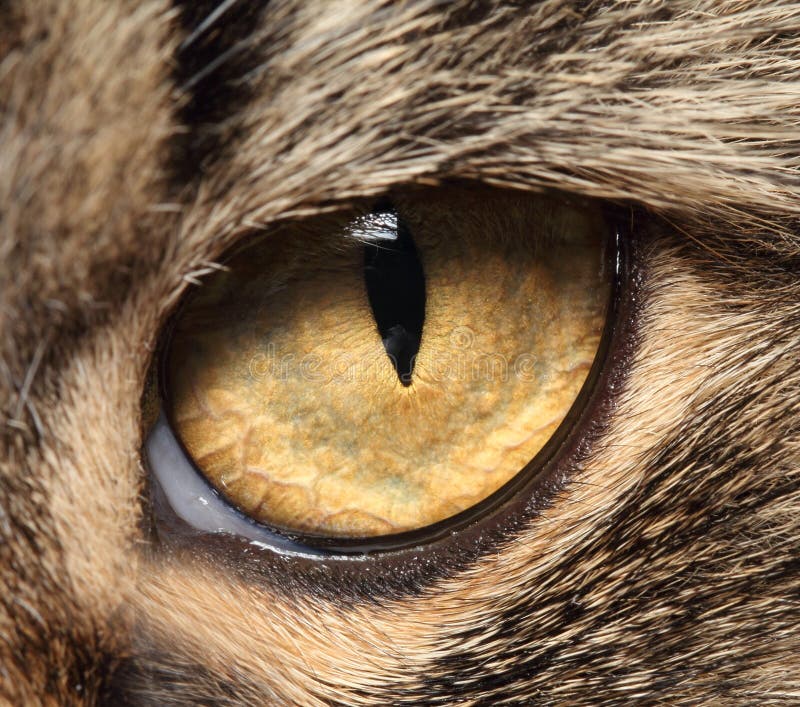 Cat s eye close up