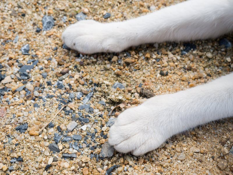 Cat s feet on the sand. stock photo. Image of animal 79616708